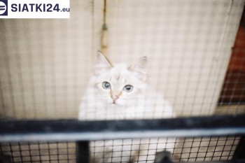 Siatki Pszów - Zabezpieczenie balkonu siatką - Kocia siatka - bezpieczny kot dla terenów Miasta Pszów