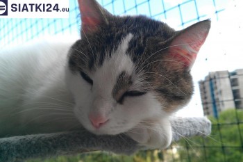 Siatki Pszów - Siatka na balkony dla kota i zabezpieczenie dzieci dla terenów Miasta Pszów